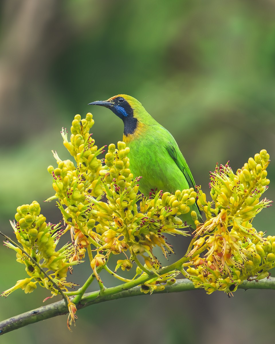 Golden-fronted Leafbird - ML614442530