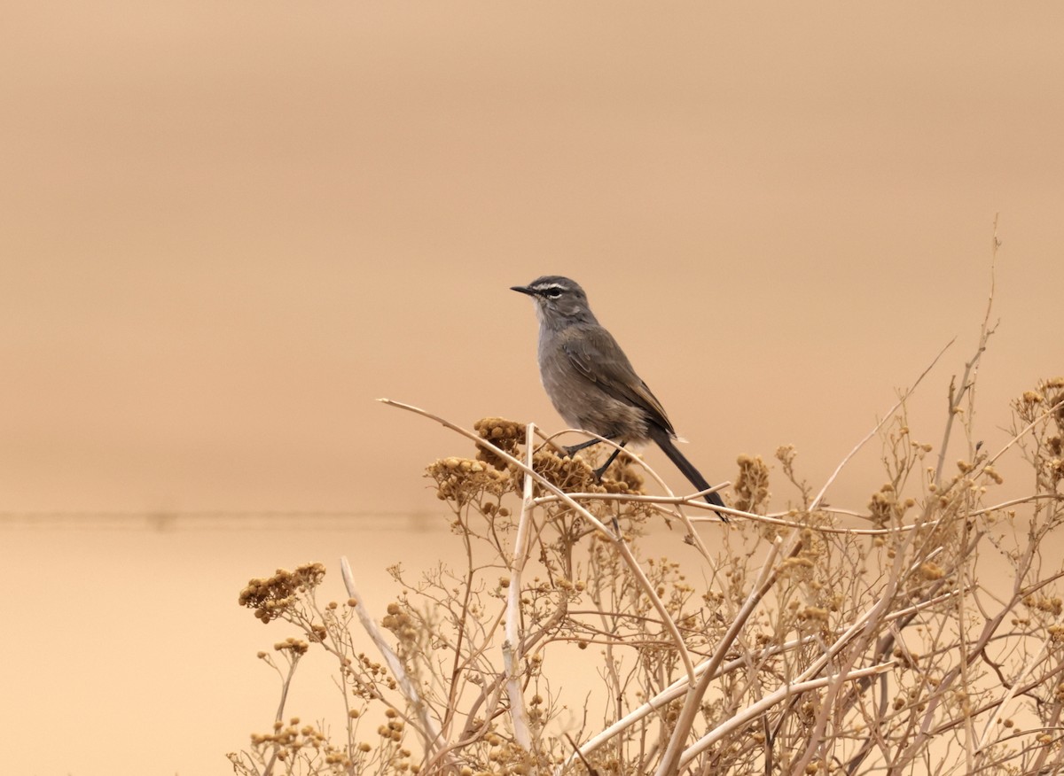 Karoo Scrub-Robin - ML614442538