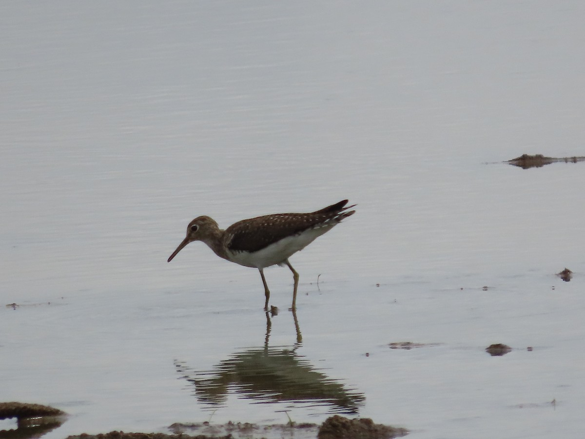 Solitary Sandpiper - katiuska Sicilia