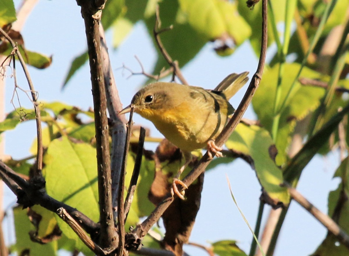 Common Yellowthroat - Kernan Bell