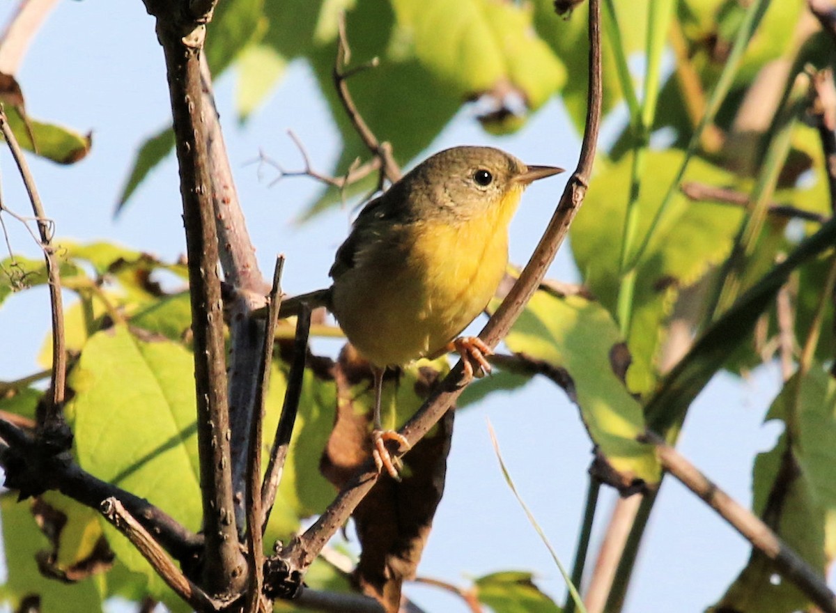 Common Yellowthroat - Kernan Bell