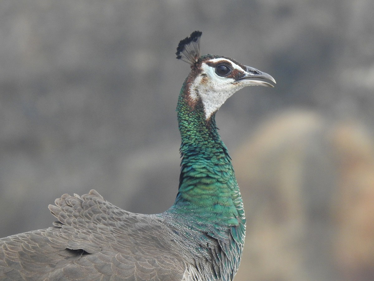 Pavo Real Común - ML614442817