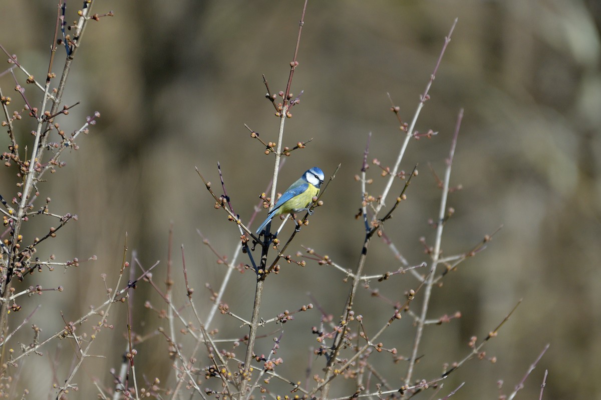 Blaumeise - ML614442823