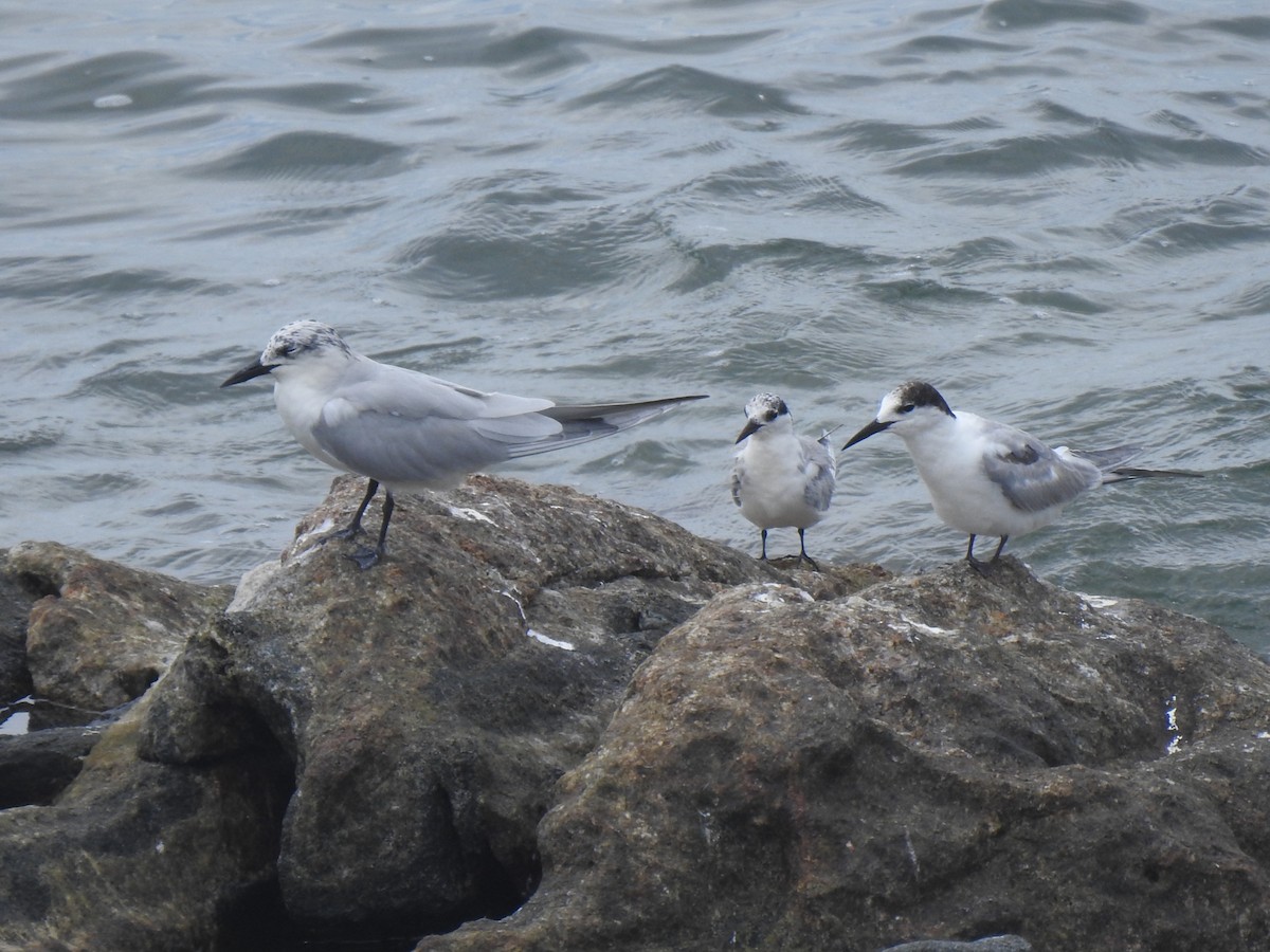 Gull-billed Tern - ML614442832