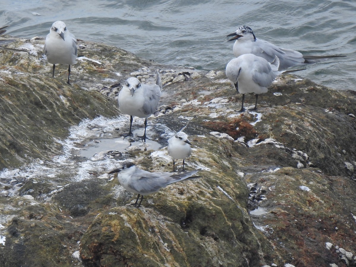 Whiskered Tern - ML614442840