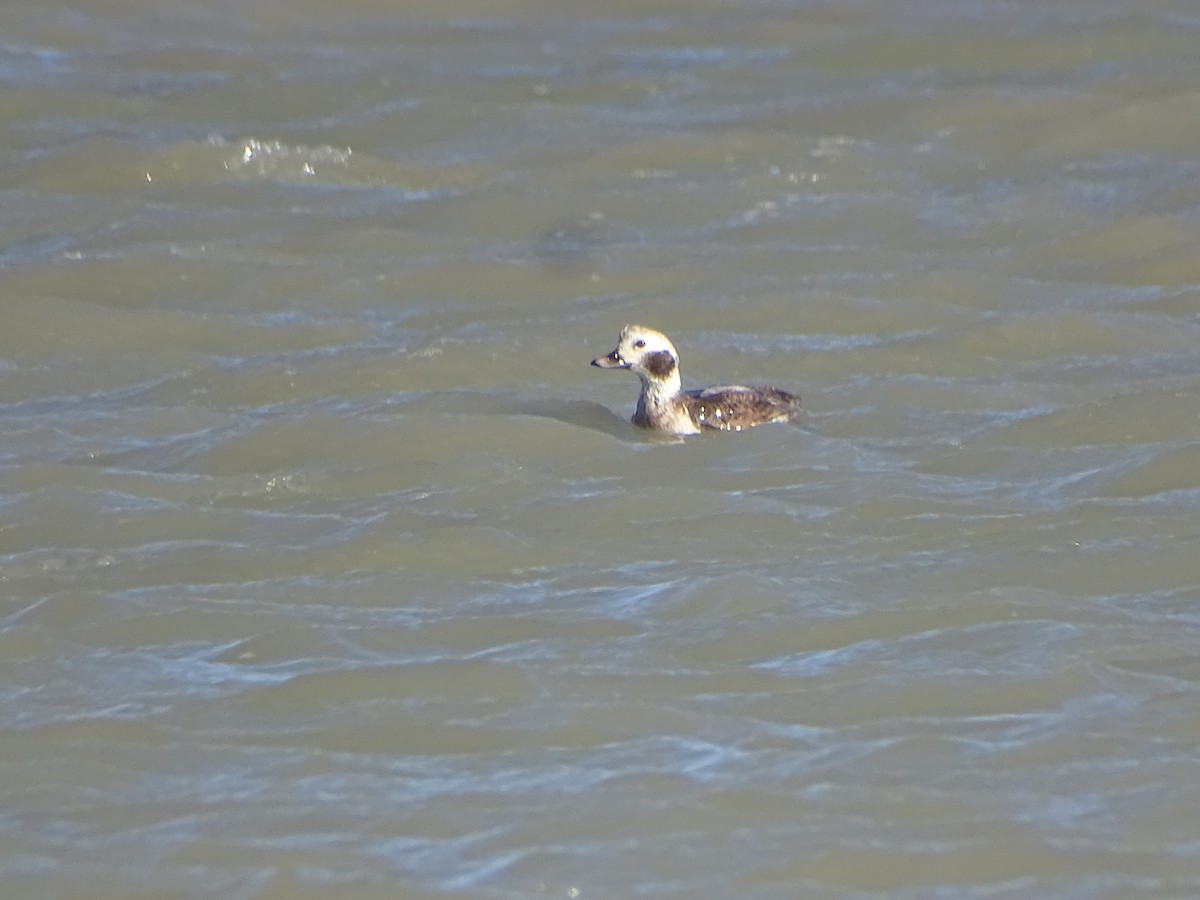Long-tailed Duck - ML614442842