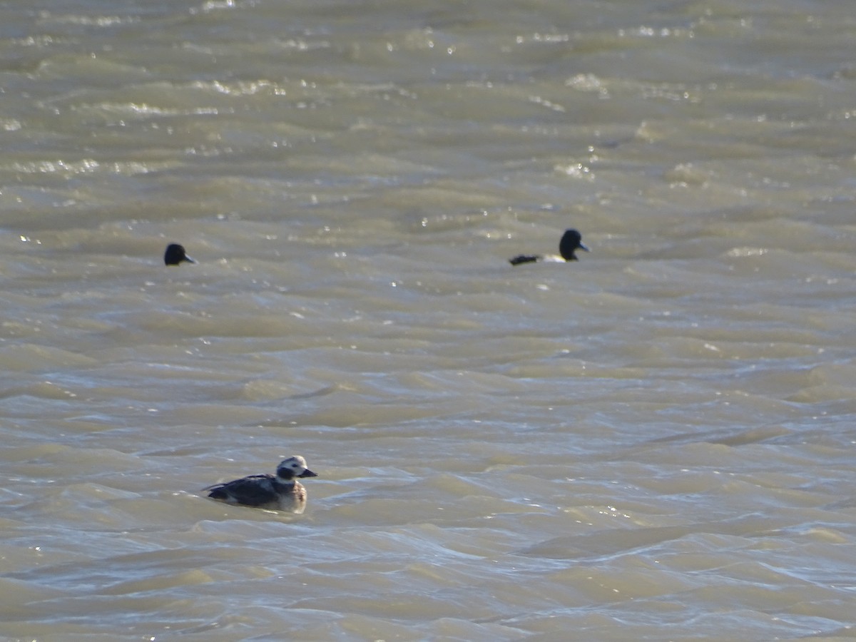 Long-tailed Duck - ML614442843
