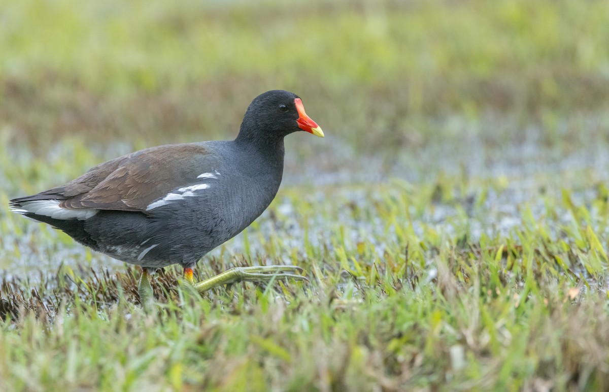 ML614442844 - Common Gallinule - Macaulay Library