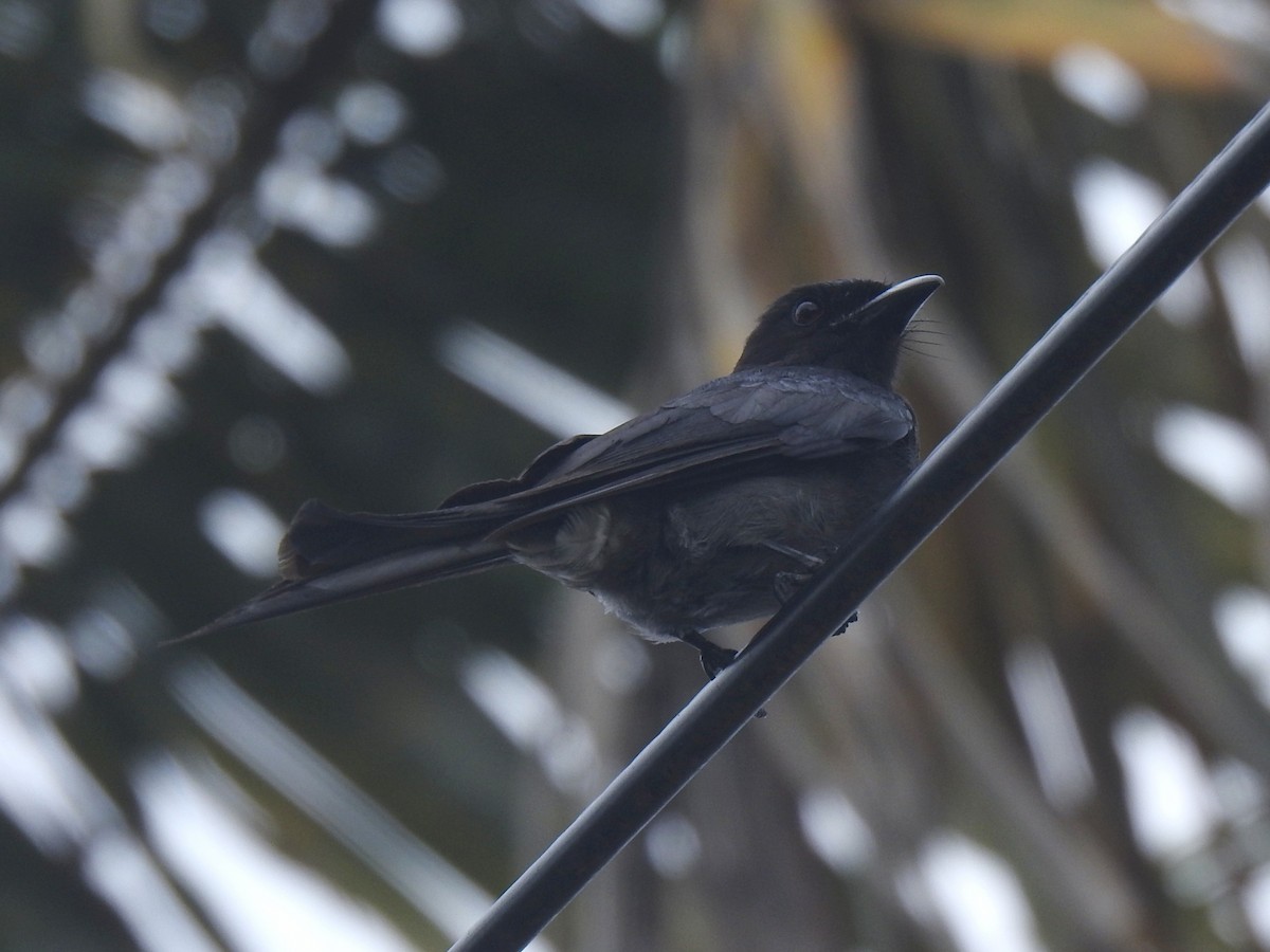 Drongo Ventriblanco - ML614442846