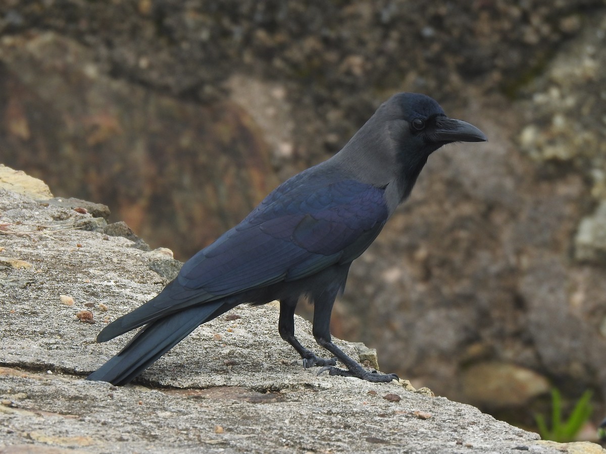 House Crow - ML614442852