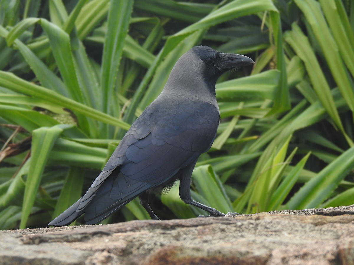 House Crow - ML614442853