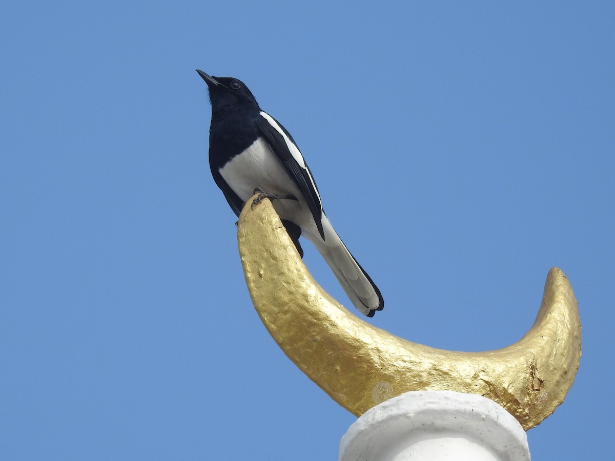 Oriental Magpie-Robin - ML614442865