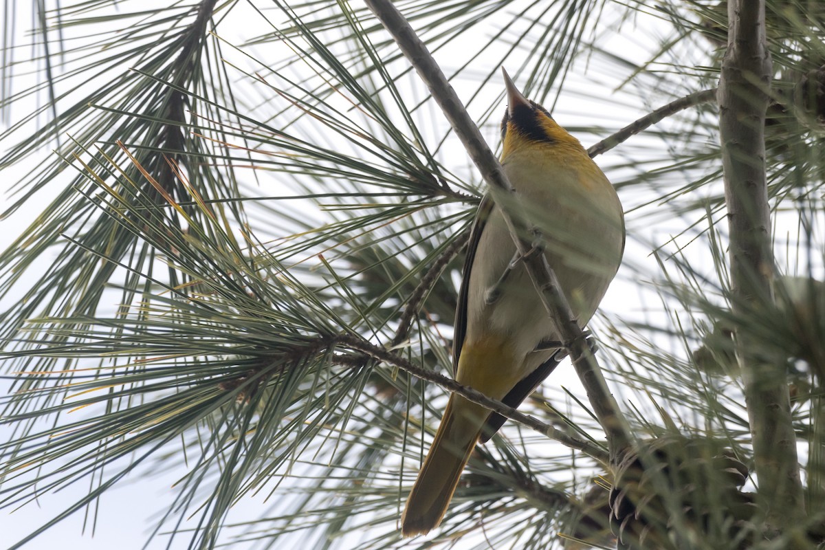 Bullock's Oriole - ML614442869