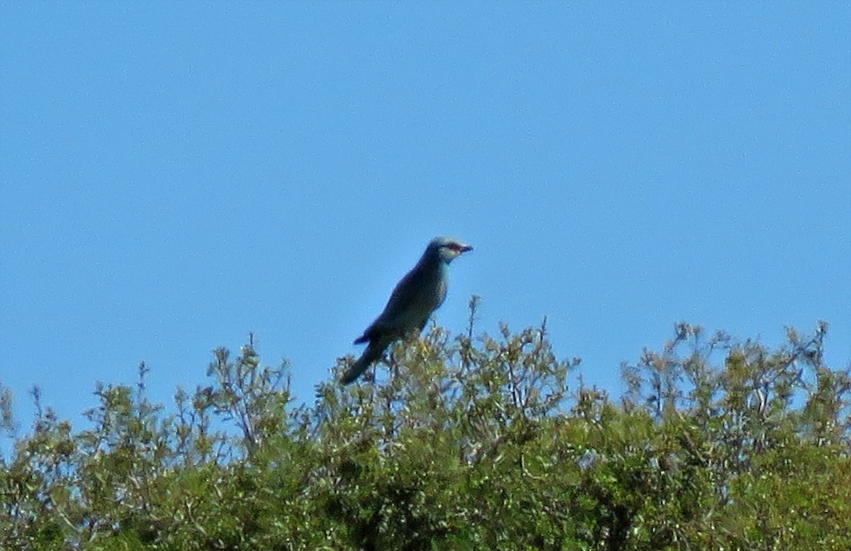 European Roller - ML61444301