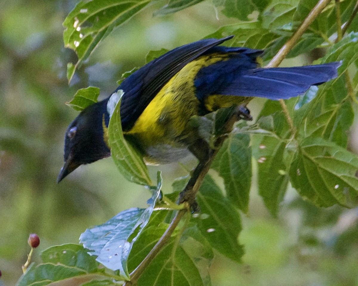 Black-and-yellow Silky-flycatcher - Larry Waddell