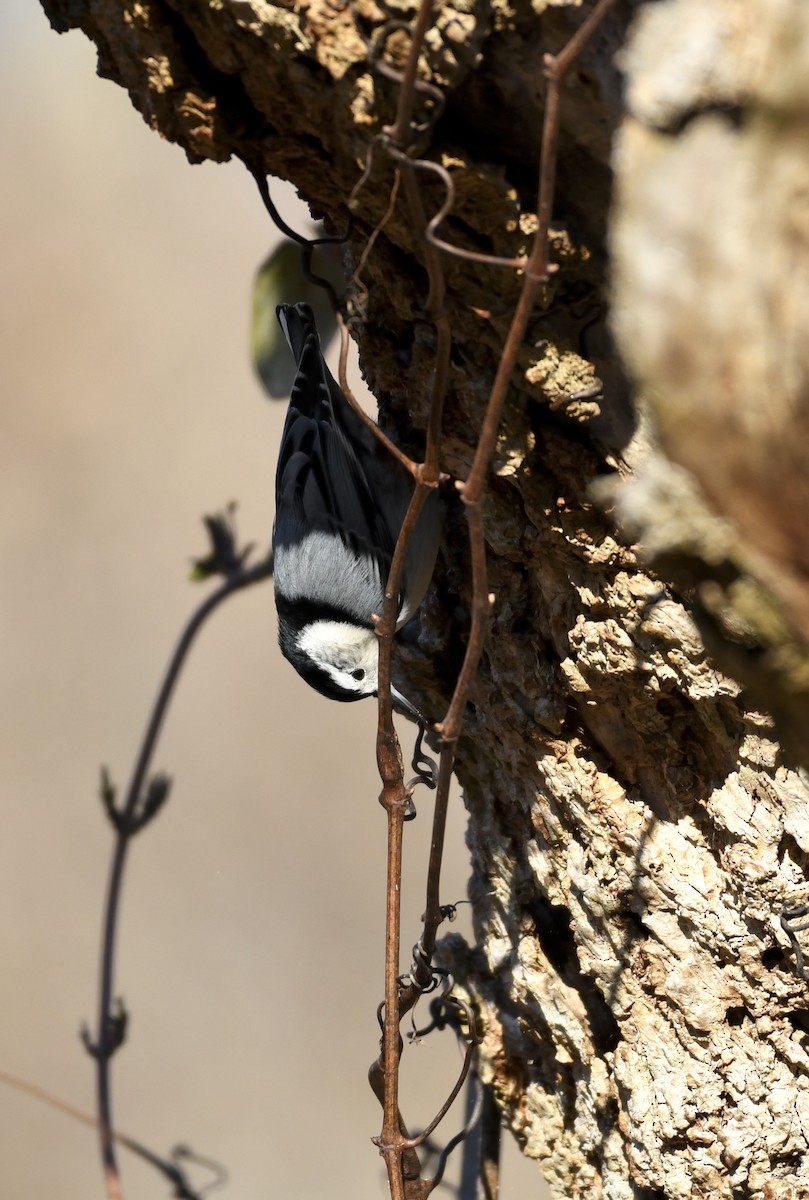 White-breasted Nuthatch - ML614443184