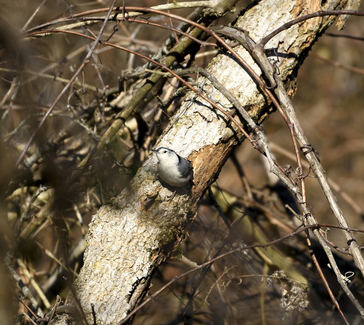 White-breasted Nuthatch - ML614443187