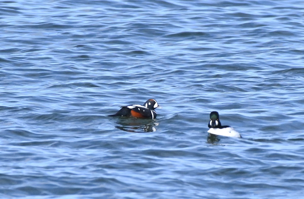 Harlequin Duck - ML614443216