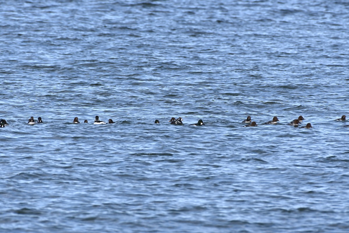 Harlequin Duck - ML614443218