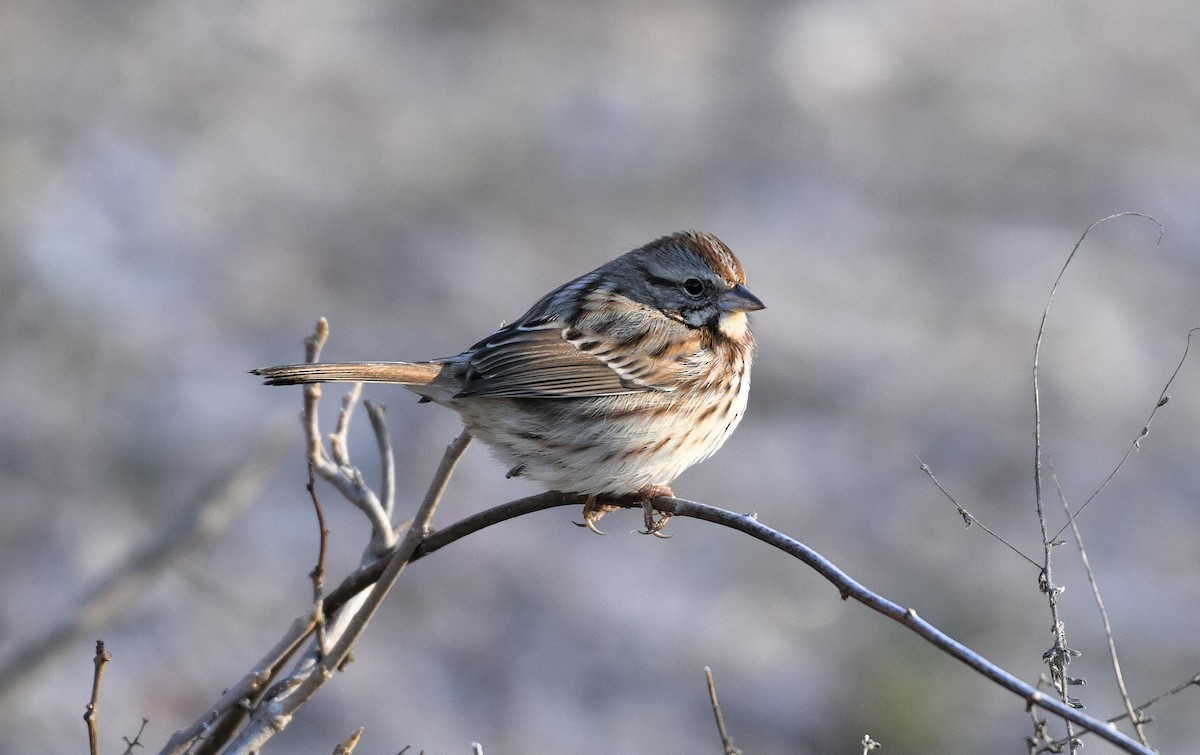 Song Sparrow - ML614443265