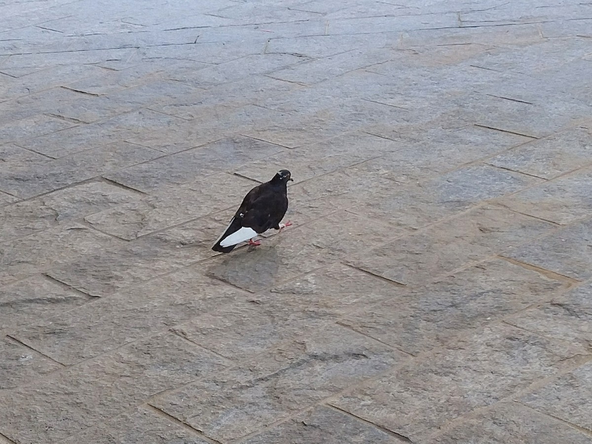 Rock Pigeon (Feral Pigeon) - ML614443274