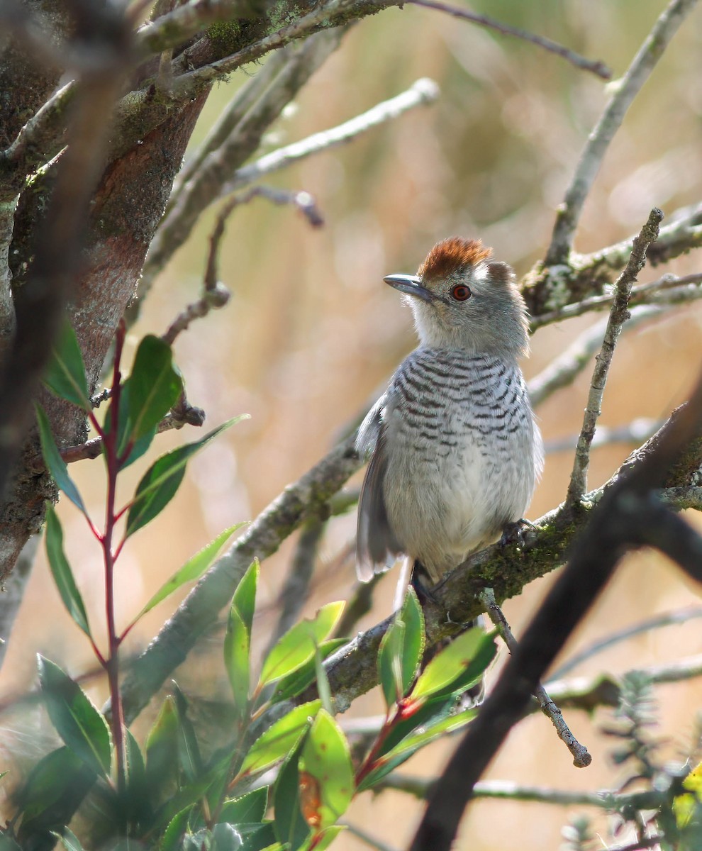 Rufous-capped Antshrike - ML614443276