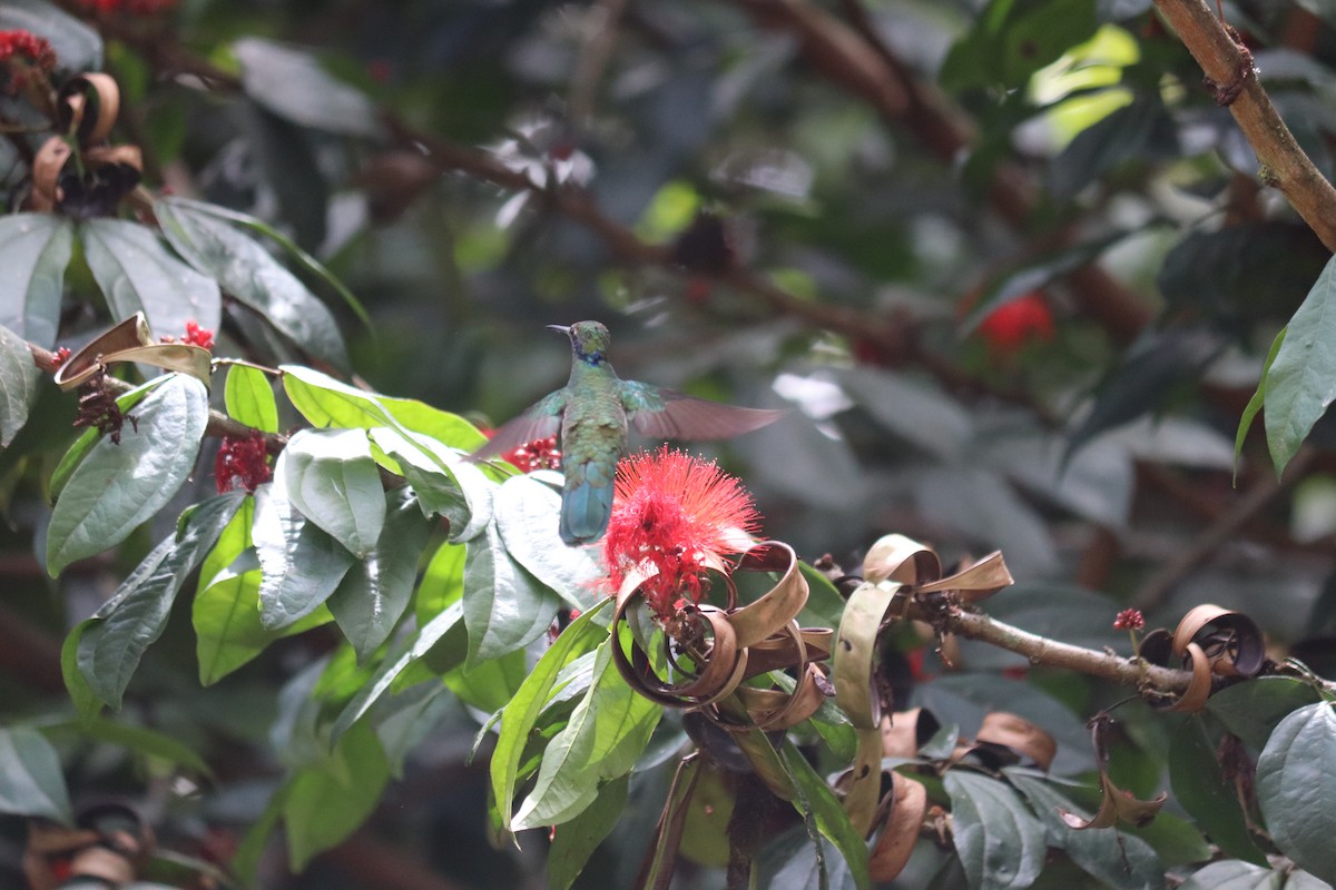 Colibrí Rutilante - ML614443347