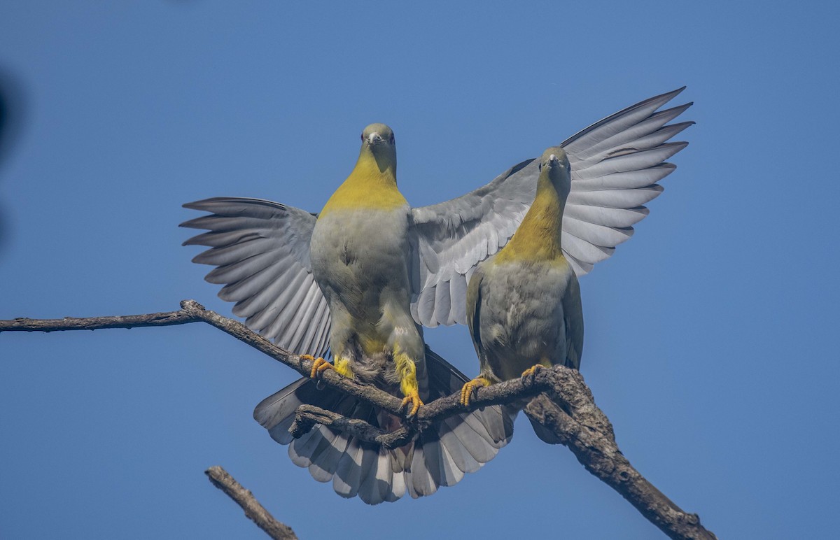 Yellow-footed Green-Pigeon - ML614443485