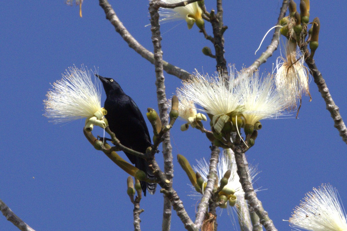 Greater Antillean Grackle - ML614443523