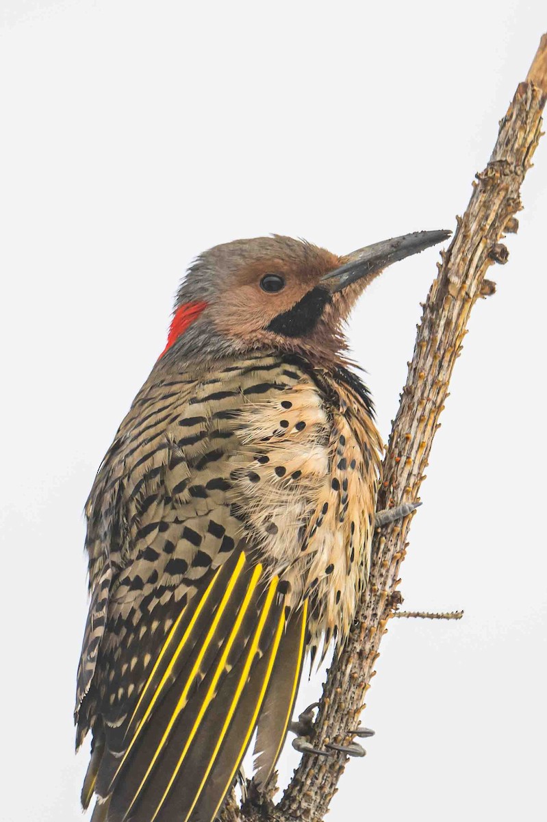 Northern Flicker - Frank King