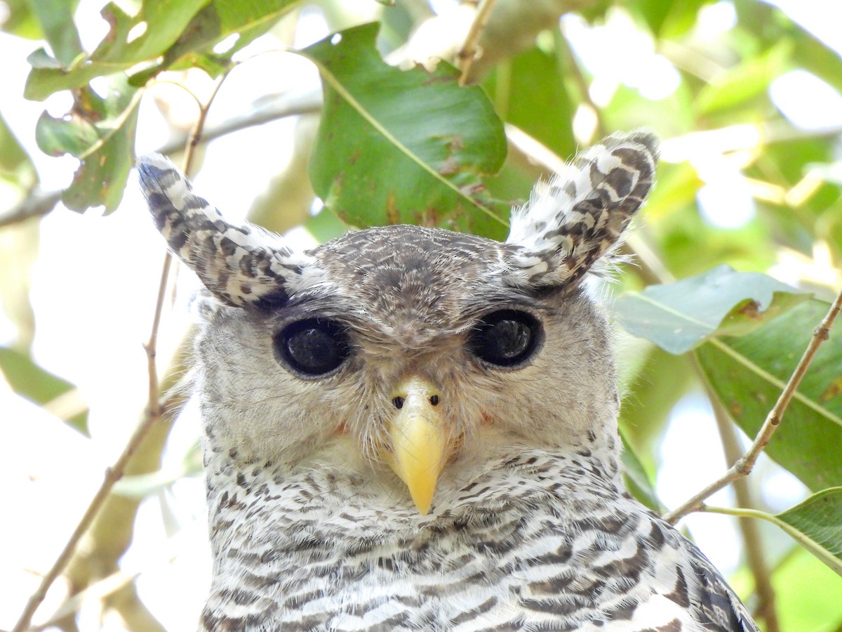 Spot-bellied Eagle-Owl - ML614443604