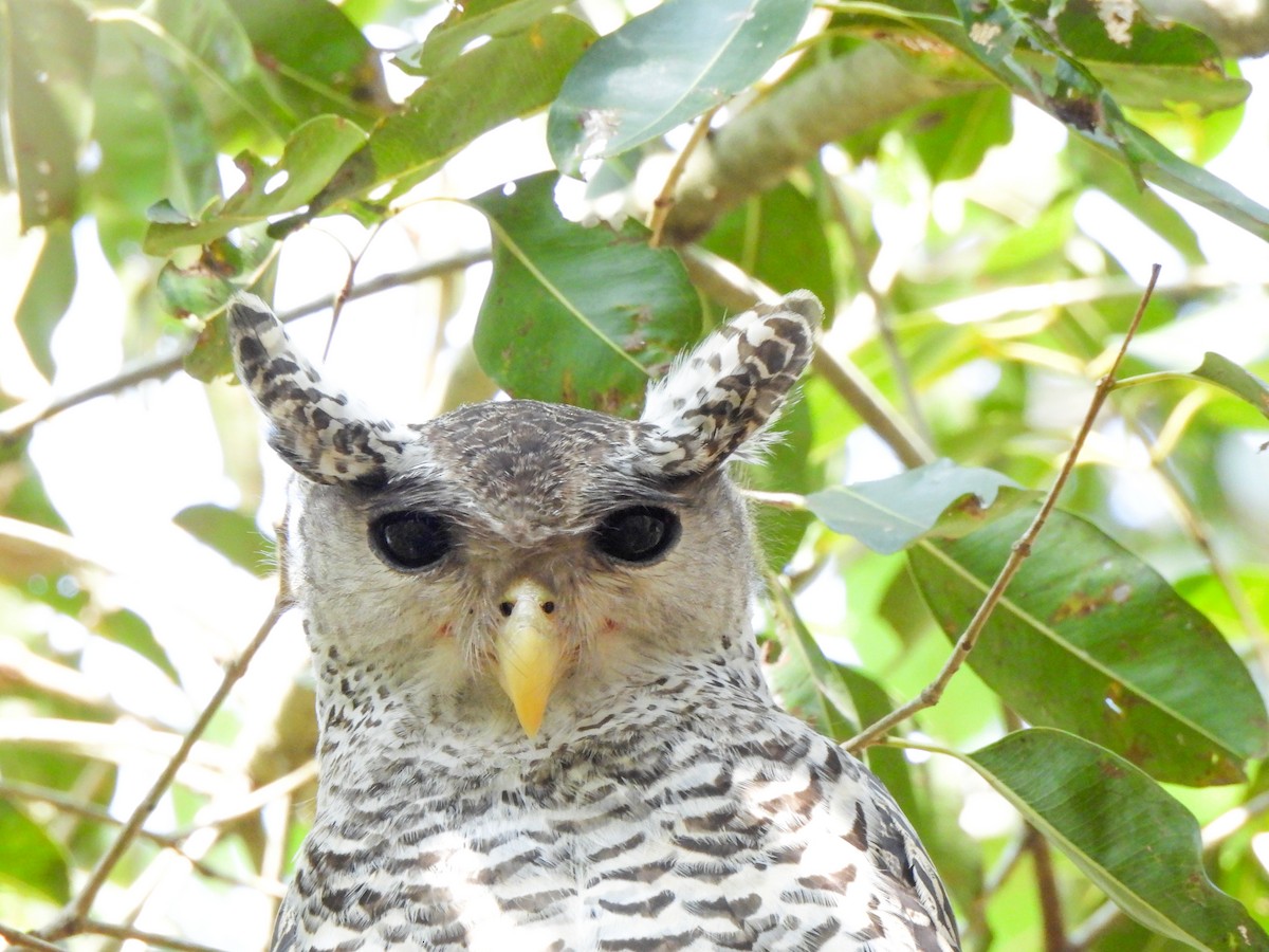 Spot-bellied Eagle-Owl - ML614443605