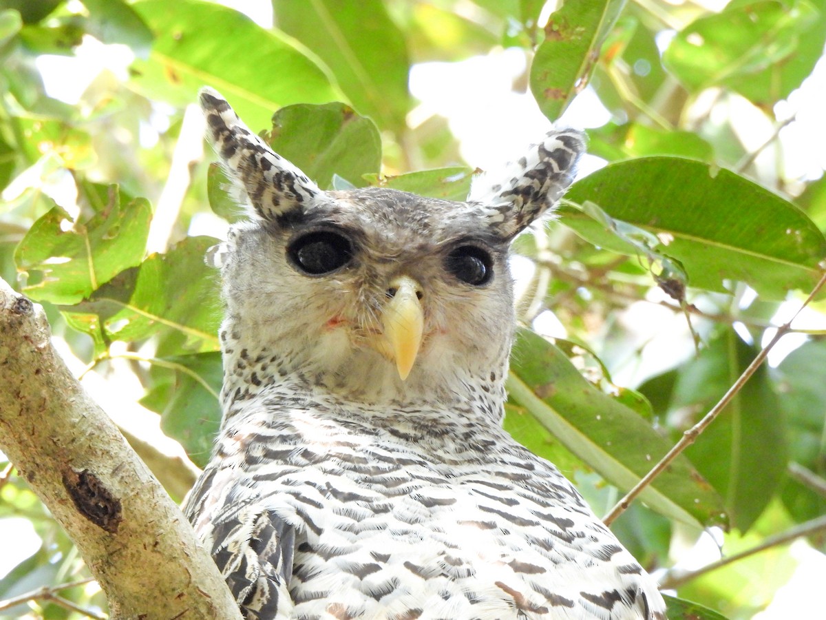 Spot-bellied Eagle-Owl - ML614443606