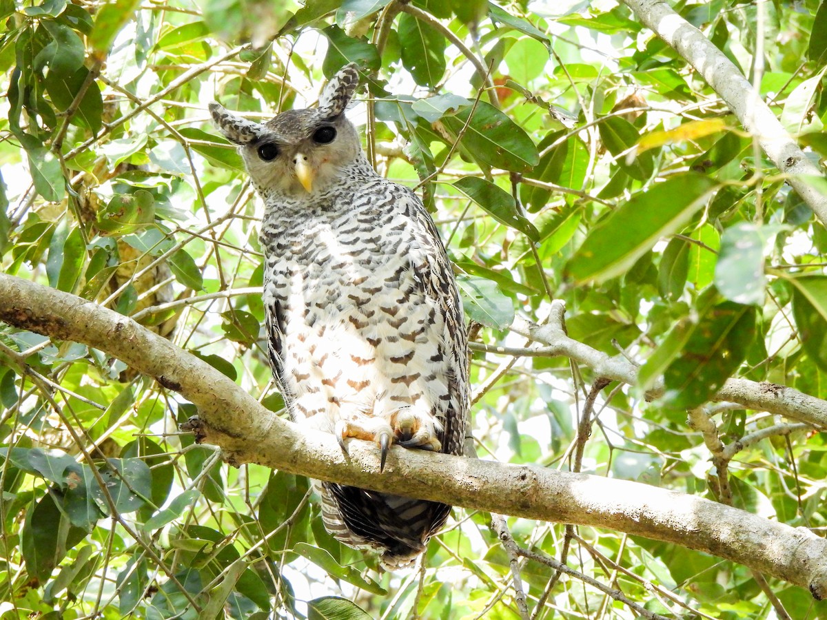 Spot-bellied Eagle-Owl - ML614443607