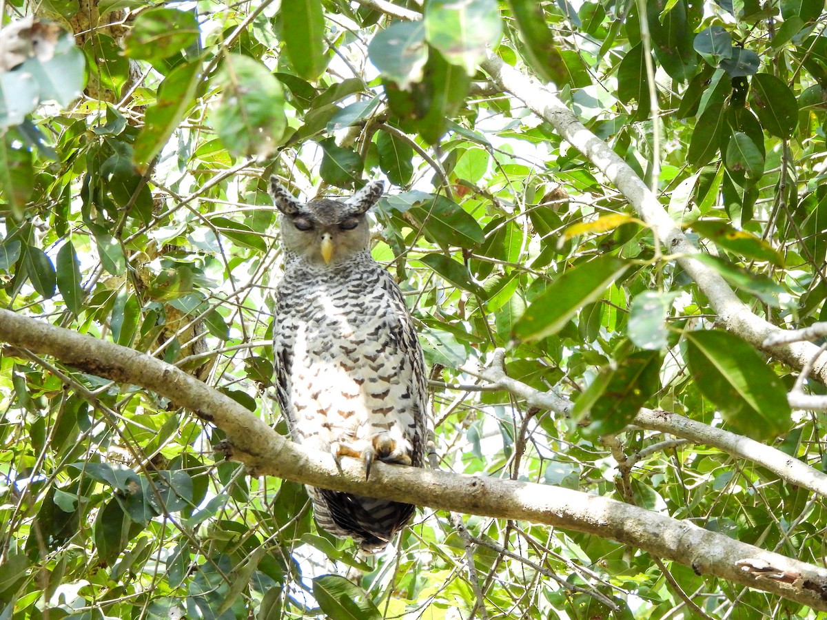 Spot-bellied Eagle-Owl - ML614443608