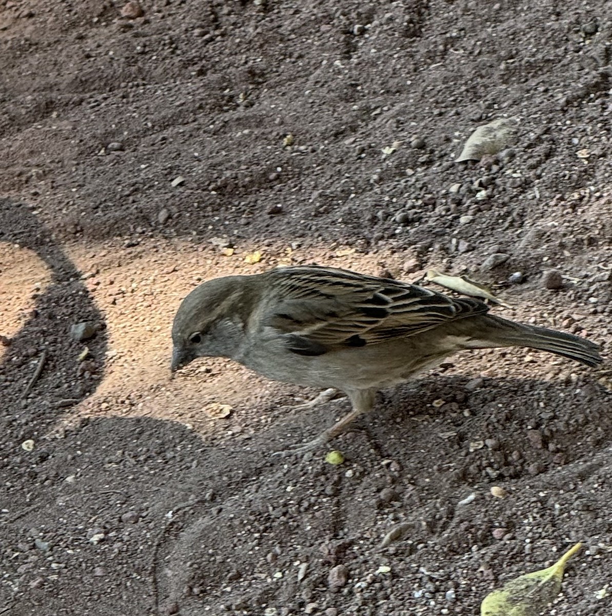 House Sparrow - ML614443647