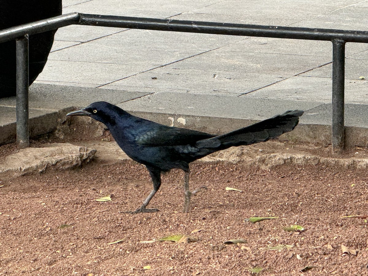 Great-tailed Grackle - ML614443649