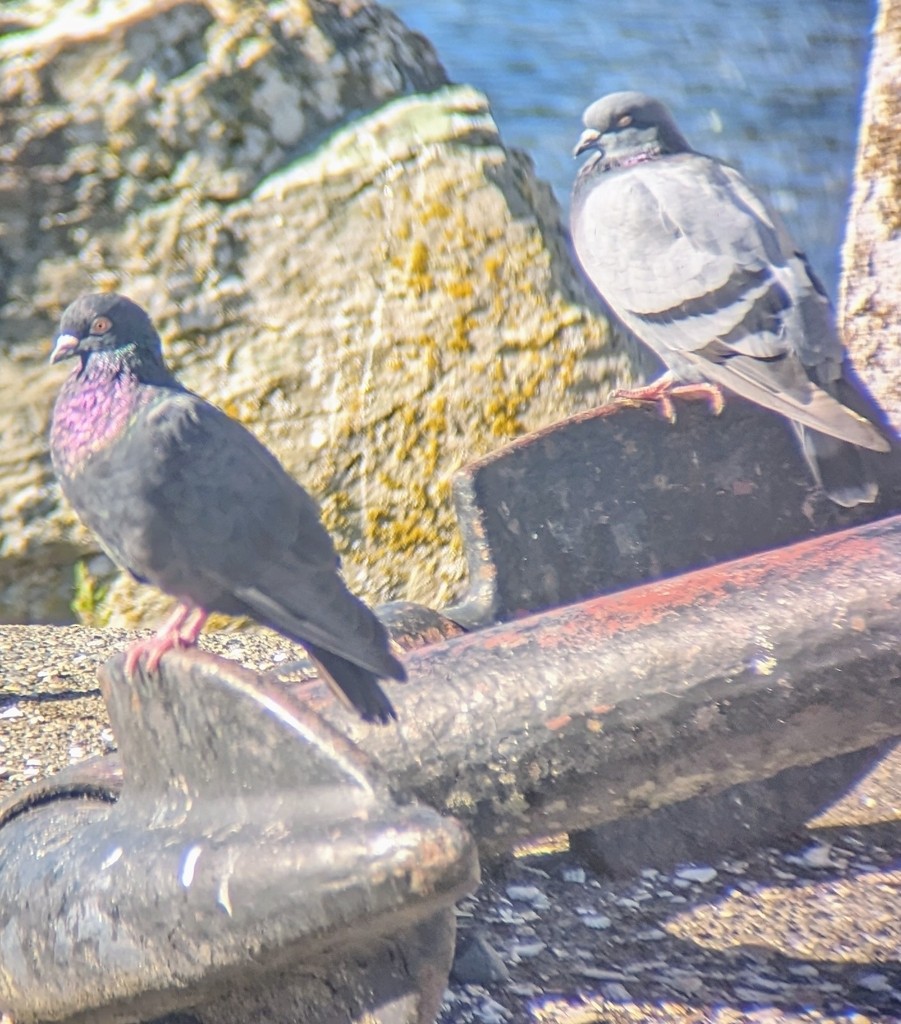 Rock Pigeon (Feral Pigeon) - ML614443657