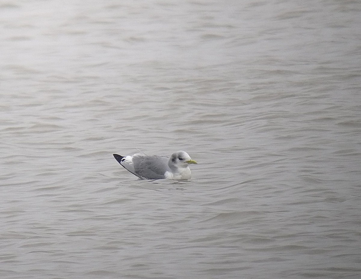 Black-legged Kittiwake - ML614443662