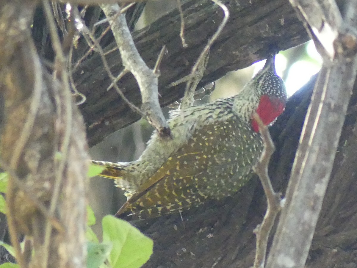 Golden-tailed Woodpecker (Golden-tailed) - Peter Yendle