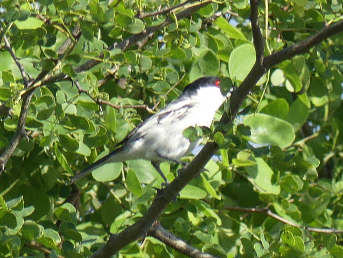 Black-backed Puffback (White-winged) - ML614443757