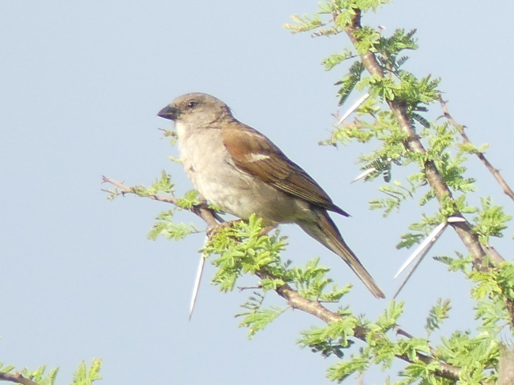 Southern Gray-headed Sparrow - ML614443825