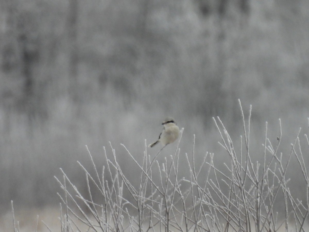 Northern Shrike - ML614443826