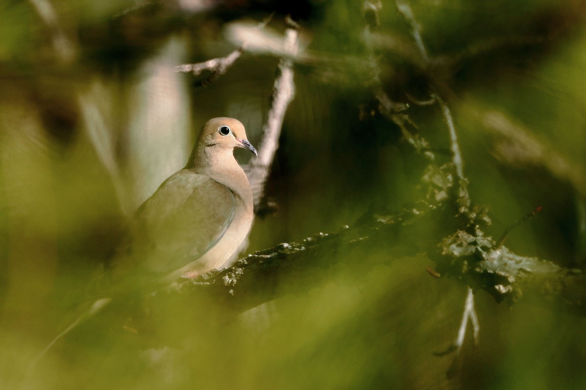 Mourning Dove - ML614443877