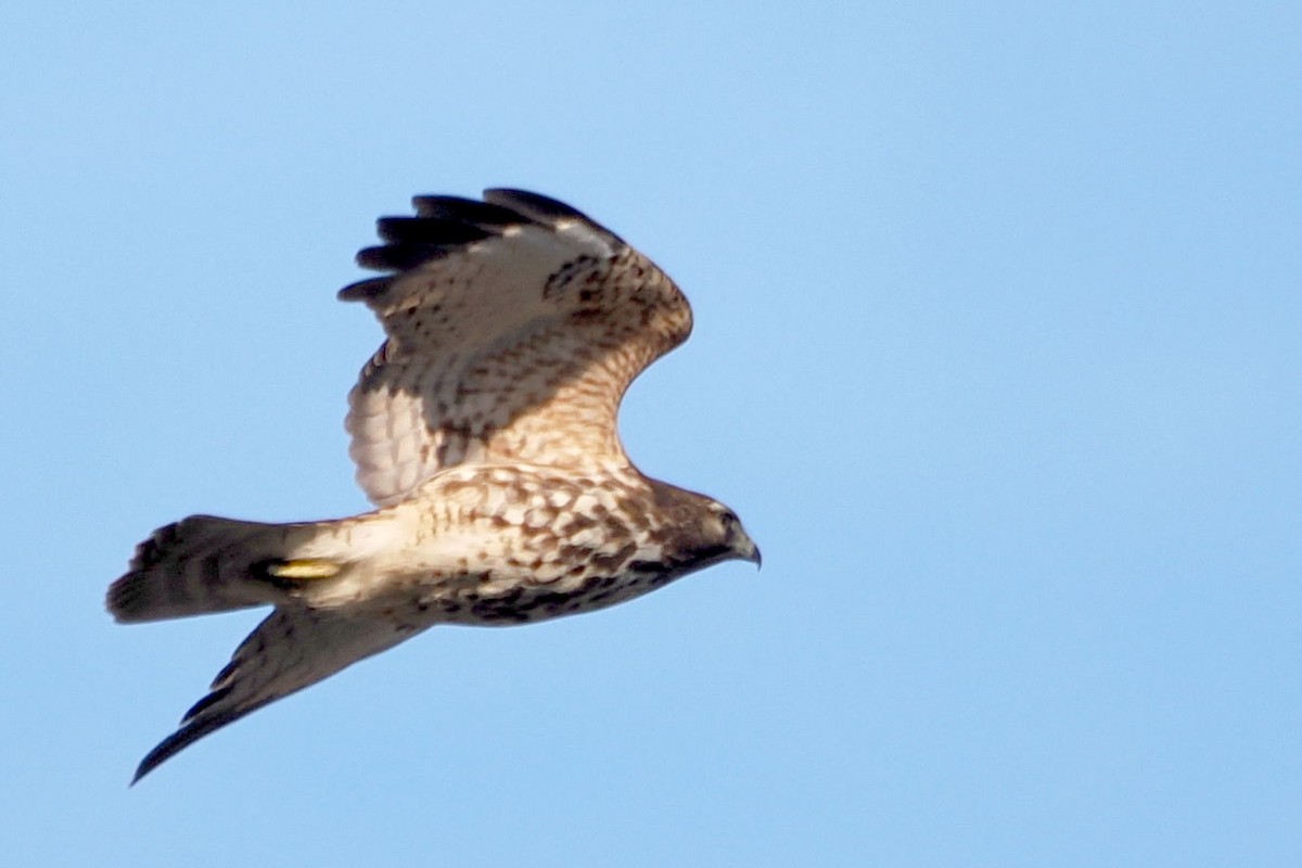 Red-shouldered Hawk - ML614443878