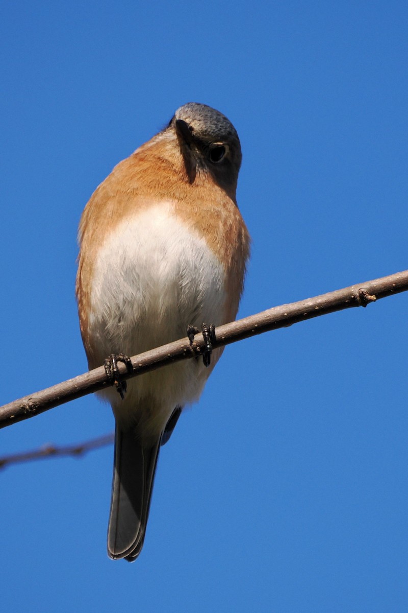 Eastern Bluebird - ML614443884