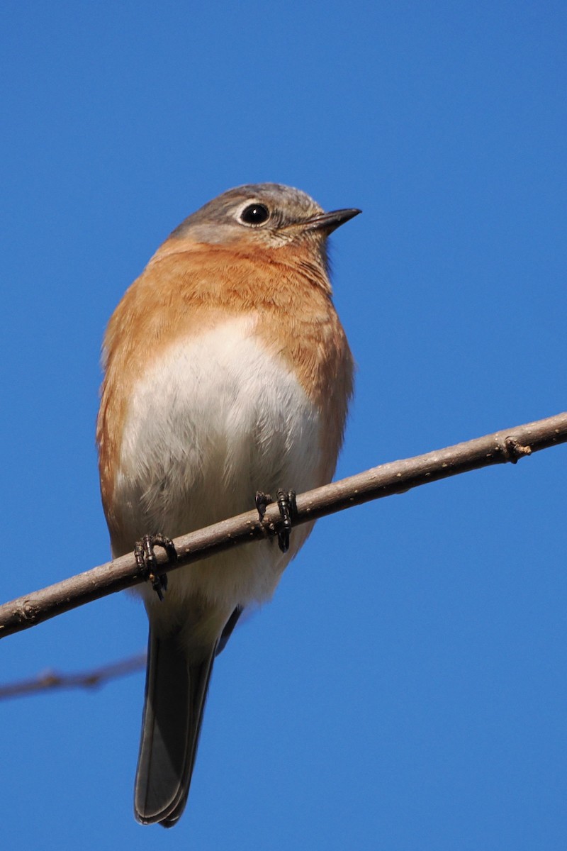 Eastern Bluebird - ML614443885