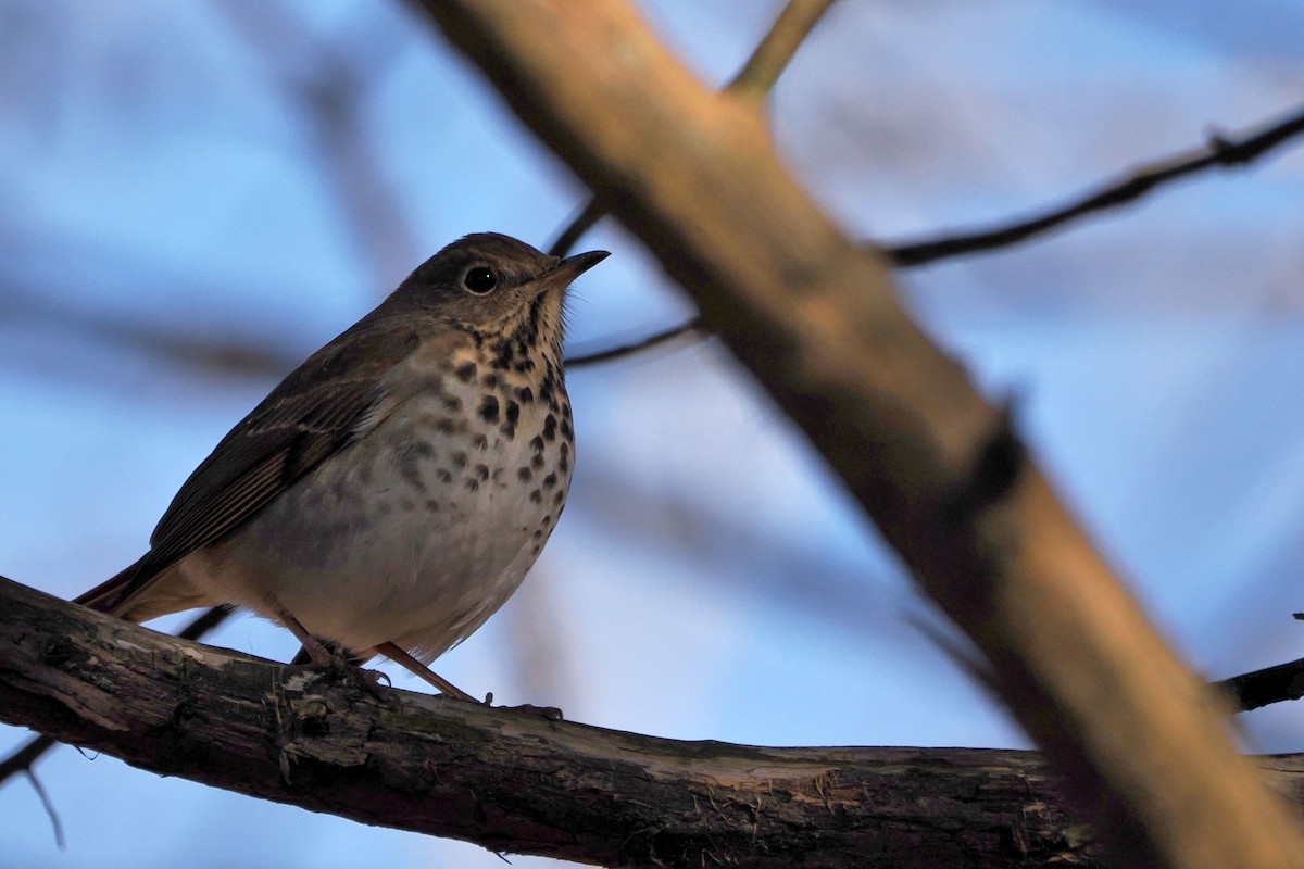 Hermit Thrush - steve b