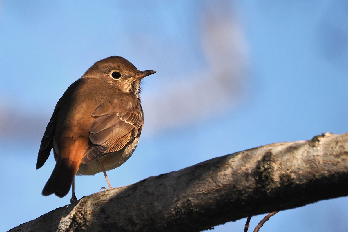 Hermit Thrush - ML614443887