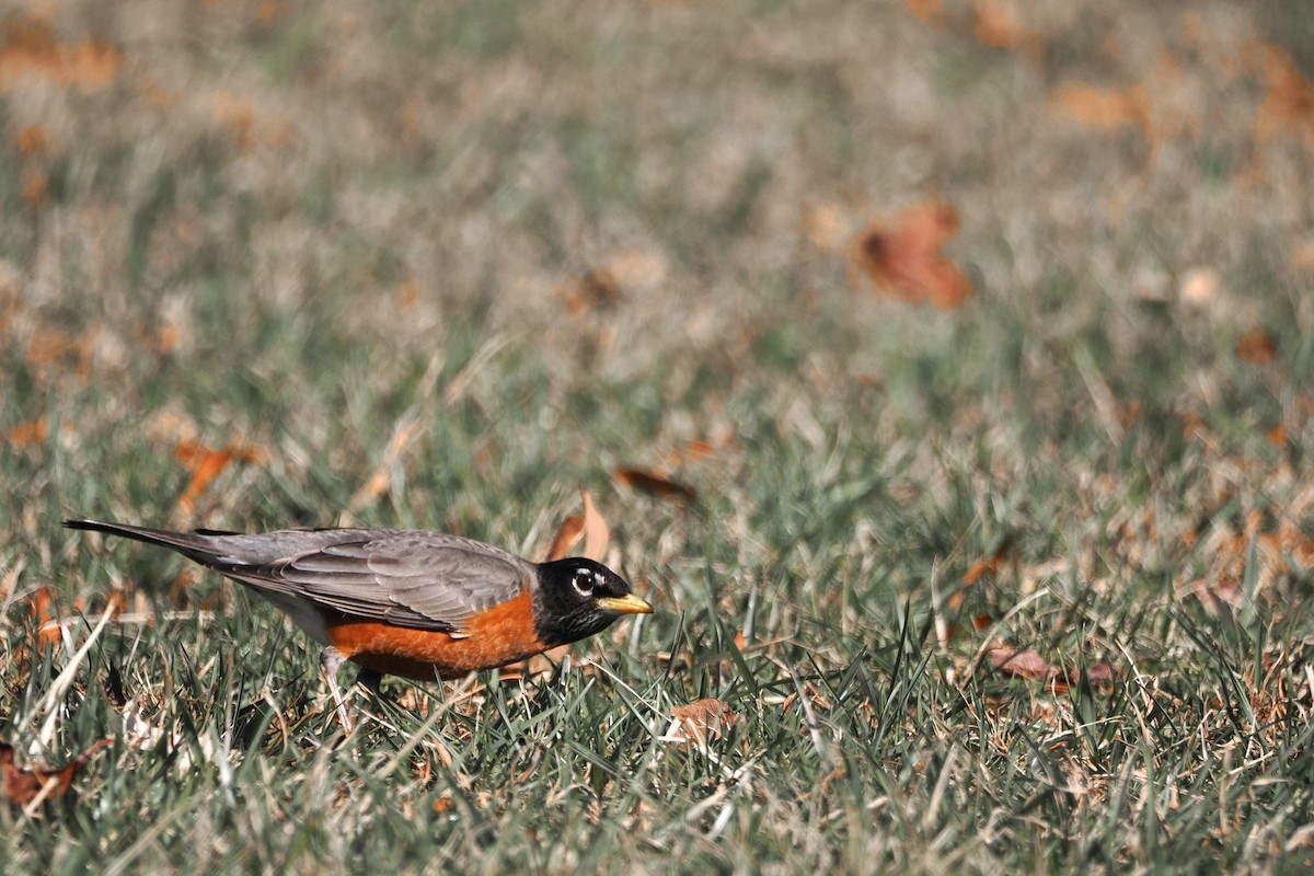 American Robin - ML614443894